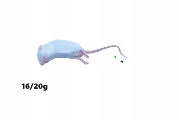 Myszy mrożone 1 Kg - 16/35g