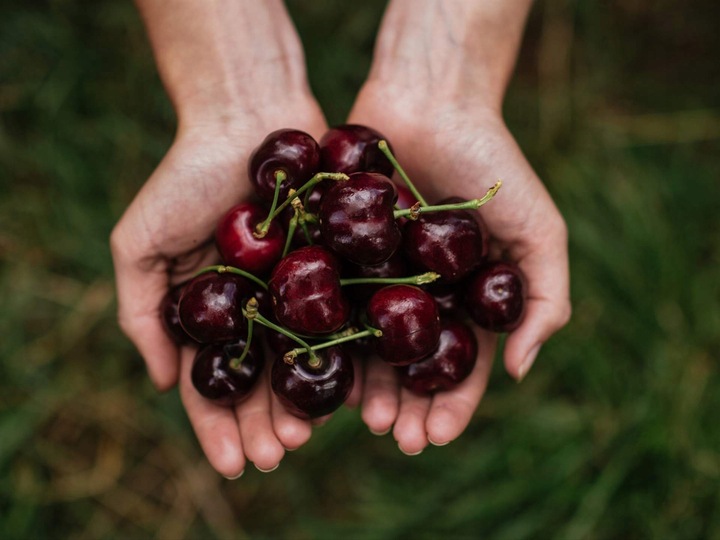 Czereśnia UKRAIŃSKA / GIGANTYCZNE OWOCE słodka i smaczna PIERWSZY