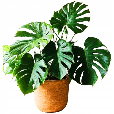 Botanic Soil Classic - Podłoże ziemia do roślin typu "Bigos " 20l