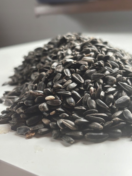 Słonecznik czarny 14 kg karma dla papug ziarno dla ptaków GRTIS kula tluszc