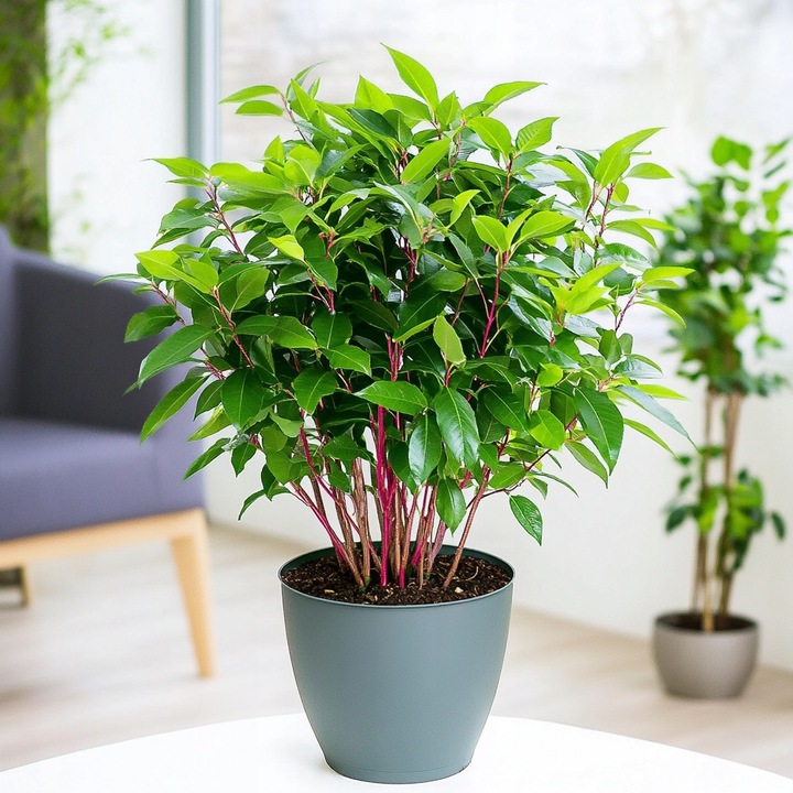 Laurus Nobilis WŁASNY LIŚĆ LAUROWY - Wawrzyn Szlachetny - Drzewko Do