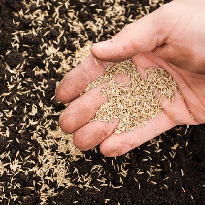 TRAWA ŁĄKOWA PASTWISKOWA ŁĄKA MIESZANKA NA SIANO WYDAJNA I TRWAŁA 5kg