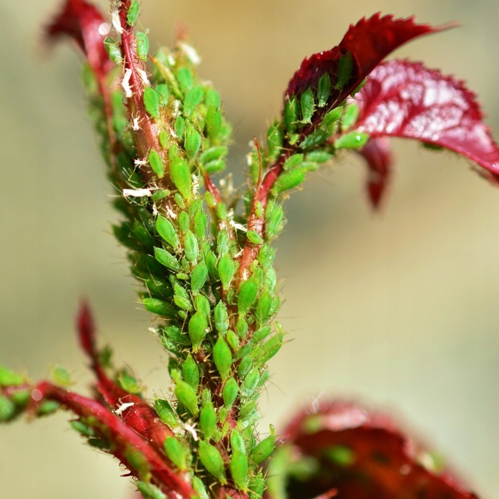 Substral Polysect Środek Oprysk Mszyce Przędziorki Wełnowce Mączliki