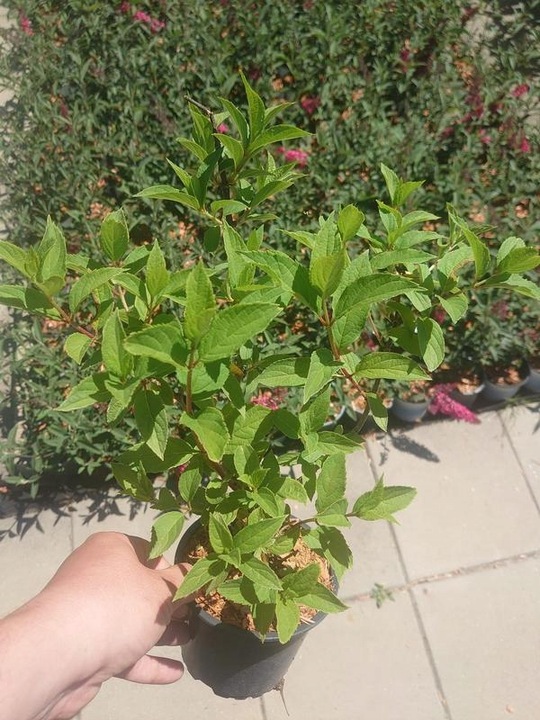 HORTENSJA bukietowa FRAISE MELBA INTENSYWNA CZERWIEŃ DUŻA XXL sadz. C2