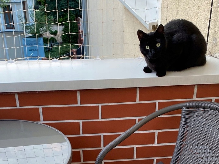 20x ZACZEP DO MONTAŻU SIATKA NA BALKON DLA KOTA NA PTAKI BEZ WIERCENIA