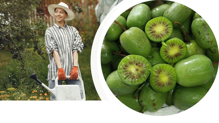 Actinidia ISSAI mini KIWI SAMOPYLNA doniczka WIT C sadzonka DONICZKA