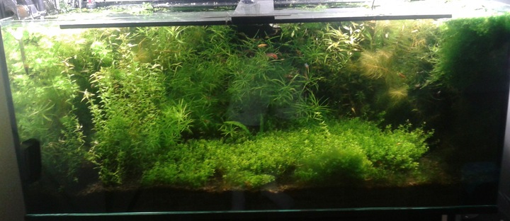 ŻWIREK CZARNY 1-3 mm PODŁOŻE DO AKWARIUM 25kg