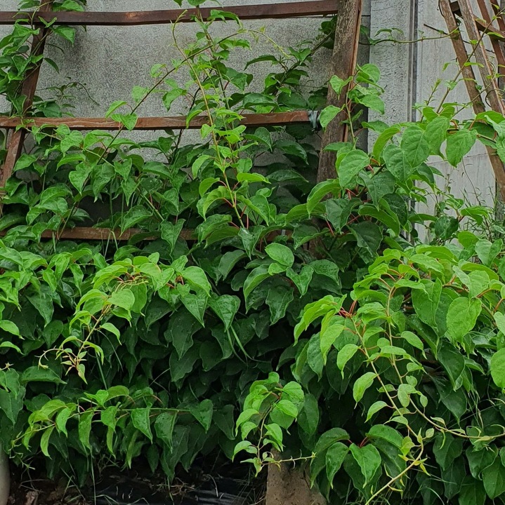 Aktinidia Issai ostrolistna mini kiwi, samopylna obupłciowa sadzonka