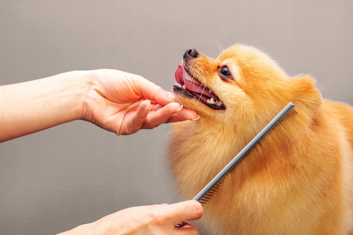 Profesjonalne Nożyczki do Strzyżenia Psów Kotów Czarne Zestaw Etui Grzebień