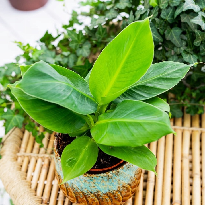 Musa Dwarf 'Cavendish' Bananowiec - EGZOTYCZNY BANAN W DOMU - Duże Liście