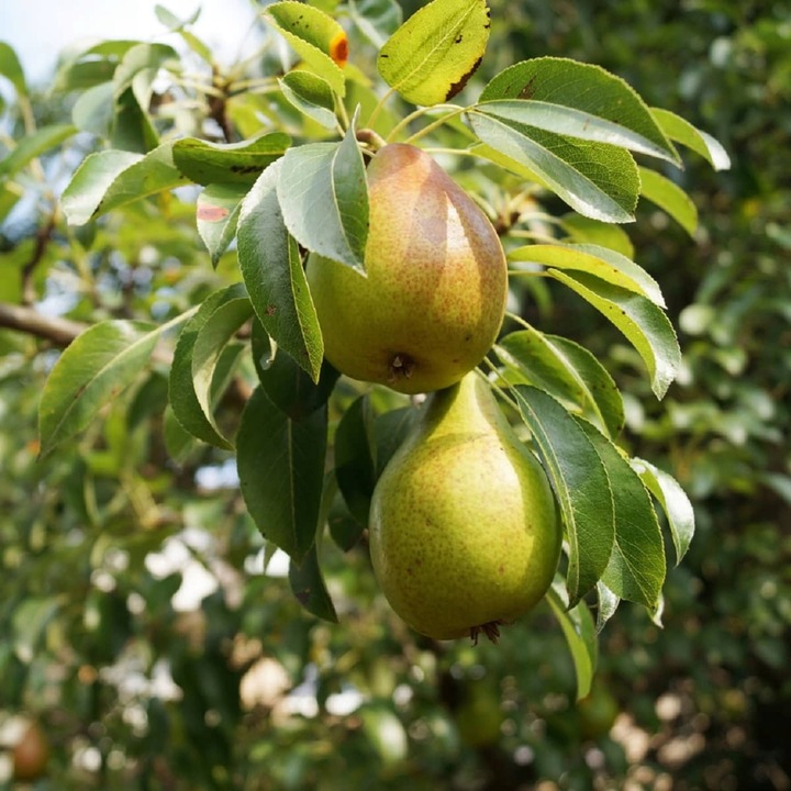 SADZONKI DRZEWKA OWOCOWE GRUSZA KONFERENCJA SŁODKIE PYSZNE OWOCE