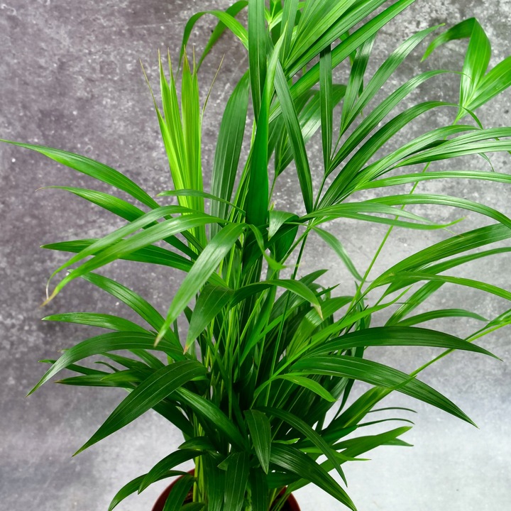 Areka palma Areca Dypsis czyści powietrze Wys. 70cm Zimoodporne