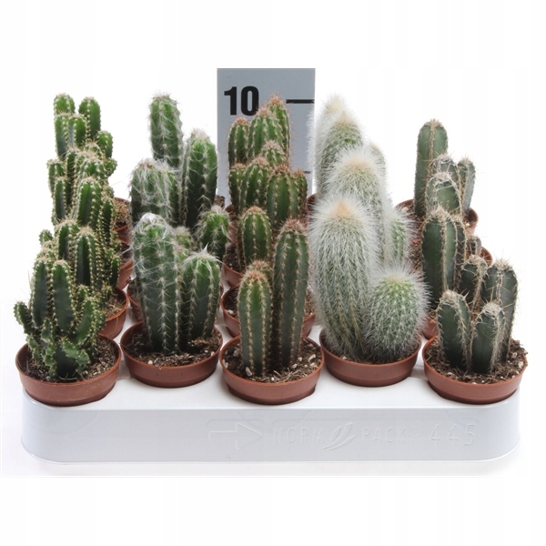 Kaktusy Zestaw Mix 6 Różnych Kaktusów Opuncja Kaktus Prezent Sukulent