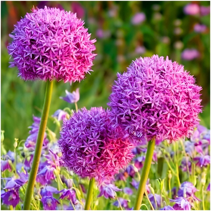 CZOSNEK ozdobny OLBRZYMI cebulki FIOLETOWY GLADIATOR 5 szt. + GRATIS