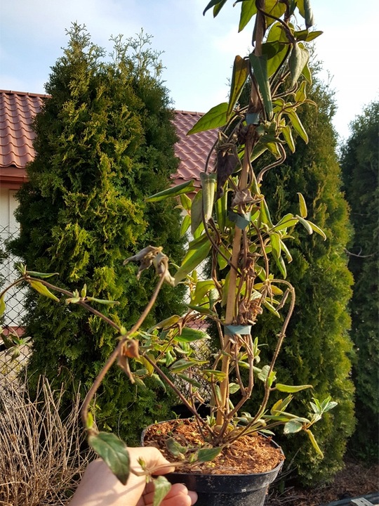 PNĄCZE NA PŁOT, ZIMOZIELONY WICIOKRZEW HENREGO - NIE ZRZUCA LIŚCI NA