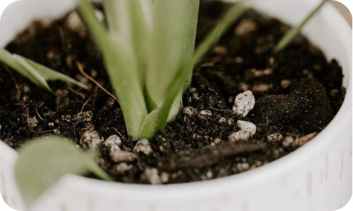 Podłoże Bigos Ziemia do Monstery Kwiatów15L BIO Wzbogacone Biohumusem