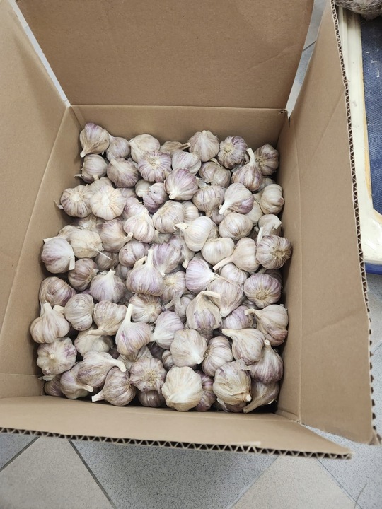 Czosnek polski świeży 1 Kg Harnaś 5-6cm