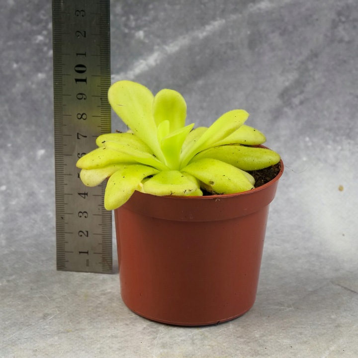 Pinguicula Tłustosz "TINA" idealny na ziemiórki, muszki owocówki itp.