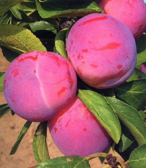 Śliwa RENKLODA ALTHANA /znana i niezwykle UWIELBIANA śliwka, dorodne