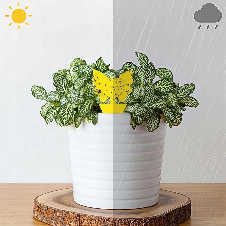 60 Lep na Ziemiórki Owady Żółte Lepy do Doniczek Taśma Domowa Meszki