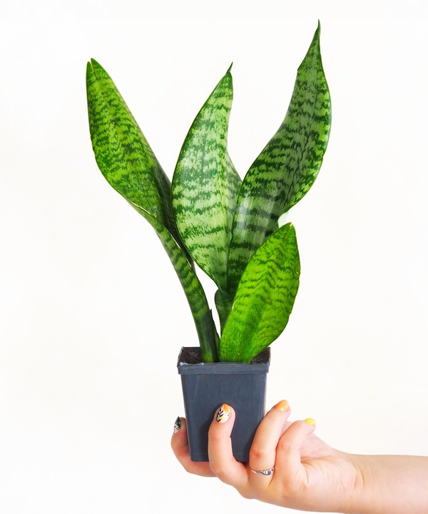 SANSEVIERIA 'ROBUST' pięknie ubarwione liście Sansewieria rozmiar S