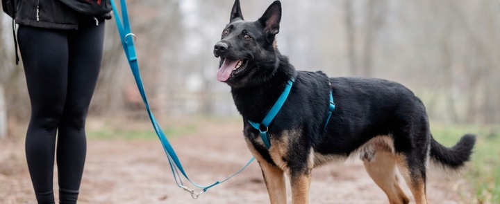 Lekkie Szelki dla Średniego Psa GUARD Bezuciskowe Regulowane Solidne r. M