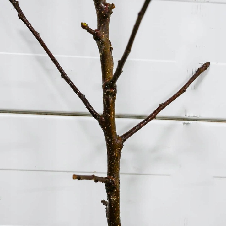 SADZONKI DRZEWKA OWOCOWE JABŁOŃ PAPIERÓWKA STAROPOLSKA WCZESNA