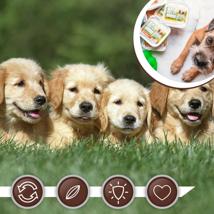 Mokra karma dla szczeniąt małych ras wołowina Raw Paleo Pate 12 x 150g