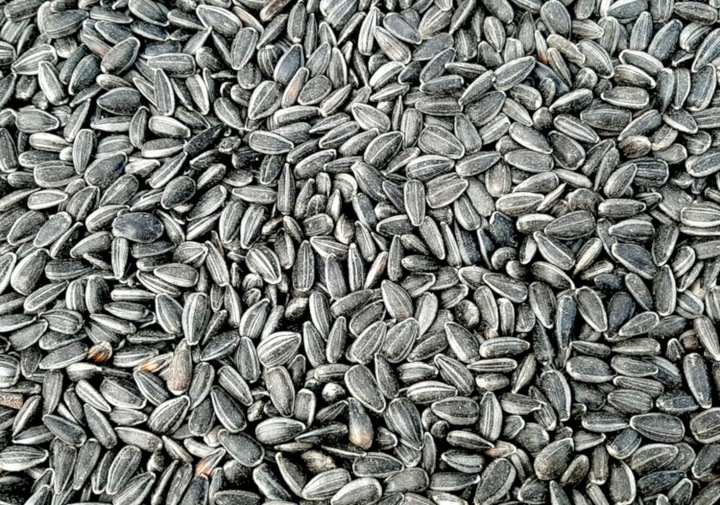 Słonecznik dla ptaków CZARNY, CZYSTY 25kg karma