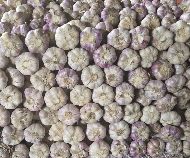 Czosnek polski świeży 1 Kg Harnaś 5-6cm