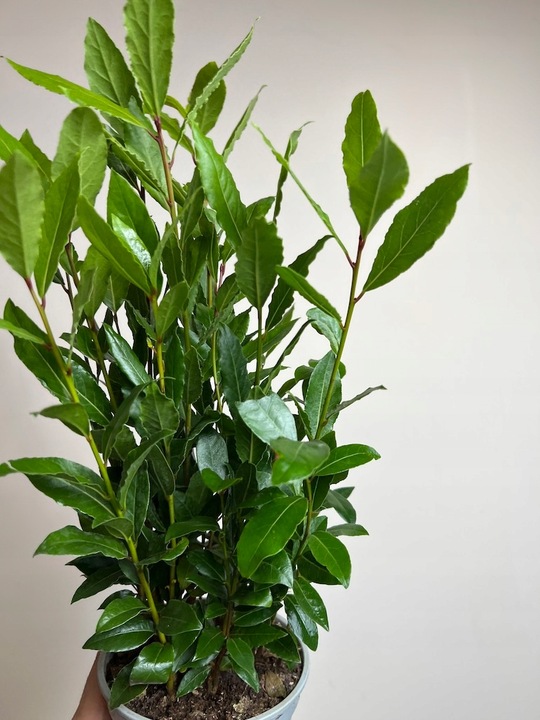 Liść laurowy przyprawa do kuchnii dodatek do zup