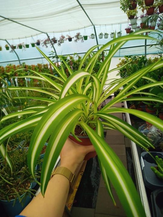 Zielistek Chlorophytum comosum Variegatum Zielistka