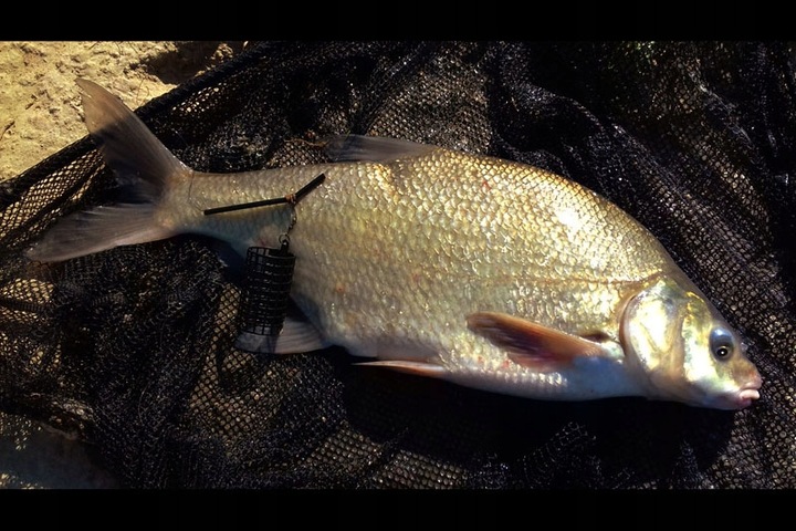 WĘDKA GRUNTOWA MISTRALL ZINO FEEDER 3,30m / 120g