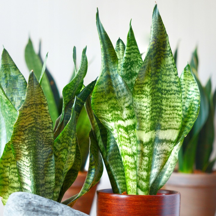 SANSEVIERIA 'ROBUST' pięknie ubarwione liście Sansewieria rozmiar S