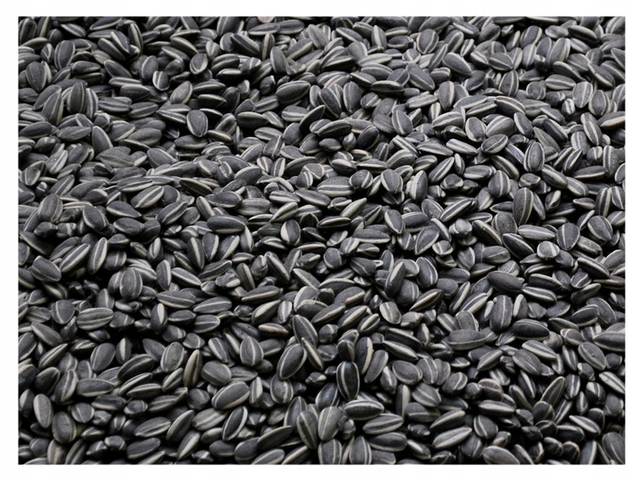 20kg Słonecznik Czarny nie Łuskany Ziarno na Zimę Karmnik dla Ptaków Champi