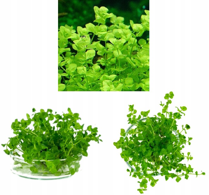 ZESTAW ROŚLIN środkowy plan środek ŁATWY ZESTAW ROŚLIN + gratis PĘSETA