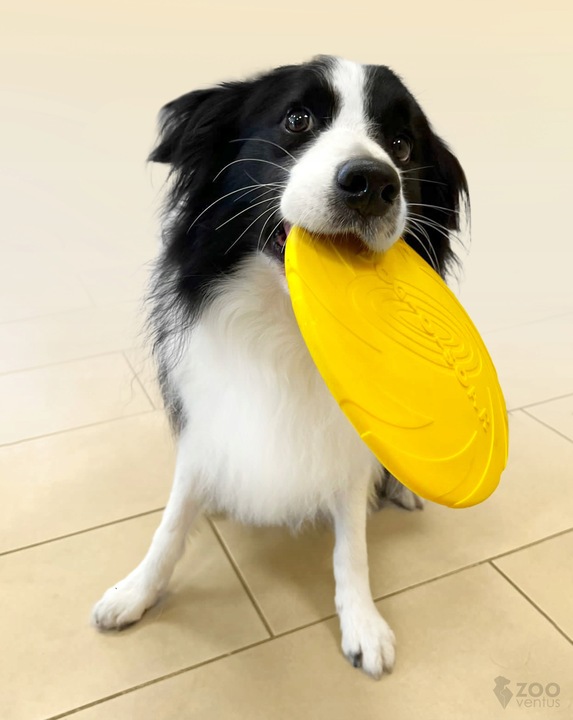 Zestaw 3x DYSK DO RZUCANIA APORTOWANIA FRISBEE GRYZAK zabawka dla psa