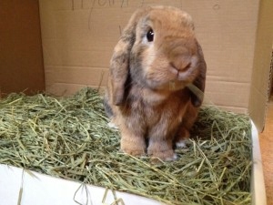 SIANO DLA GRYZONI KRÓLIKA ŚWINKI MORSKIEJ ŚWIERZE PACHNĄCE DUŻO 2kg