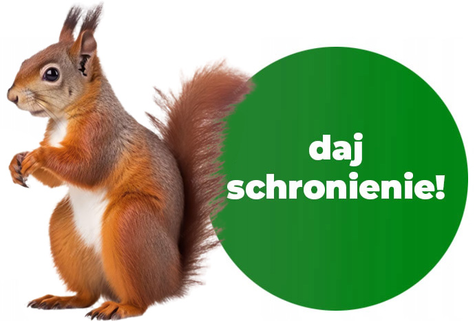 DOMEK DLA WIEWIÓREK, KARMNIK - z drewna. łatwy montaż - 3 kolory