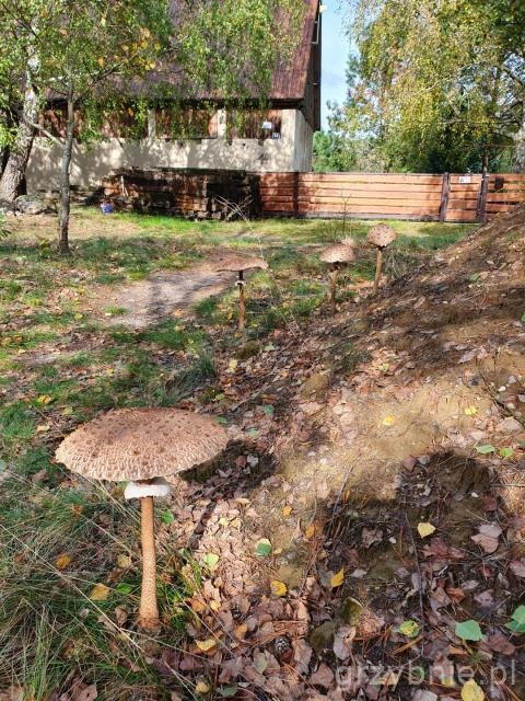 Grzybnia CZUBAJKA KANIA 120ml wyselekcjonowana