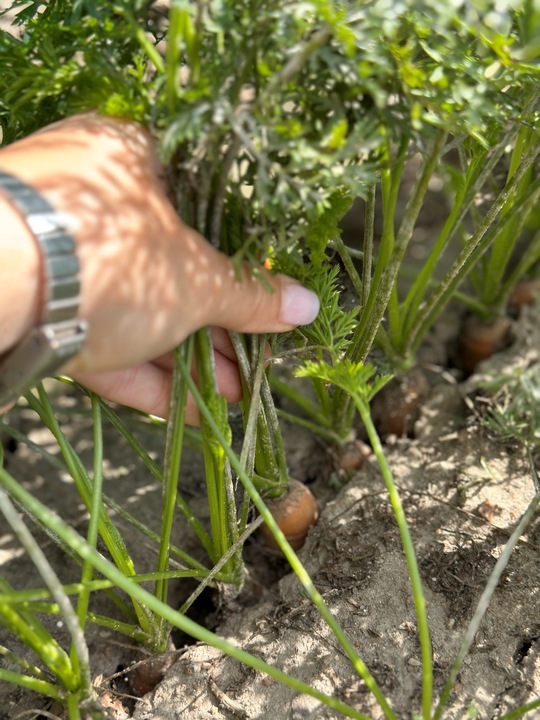 Sok jabłko marchewka tłoczony naturalny 100% 5L z marchwi i jabłek, zdrowy