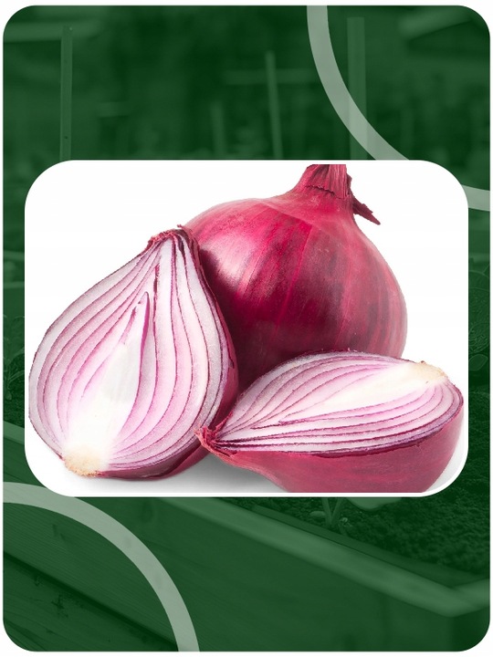 ZESTAW Cebula dymka zimująca 750g i Czosnek zimowy Harnaś 10 główek