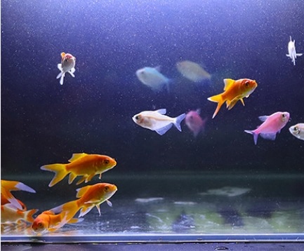 Świetlówka LED oświetlenie AKWARIUM 8520 50cm