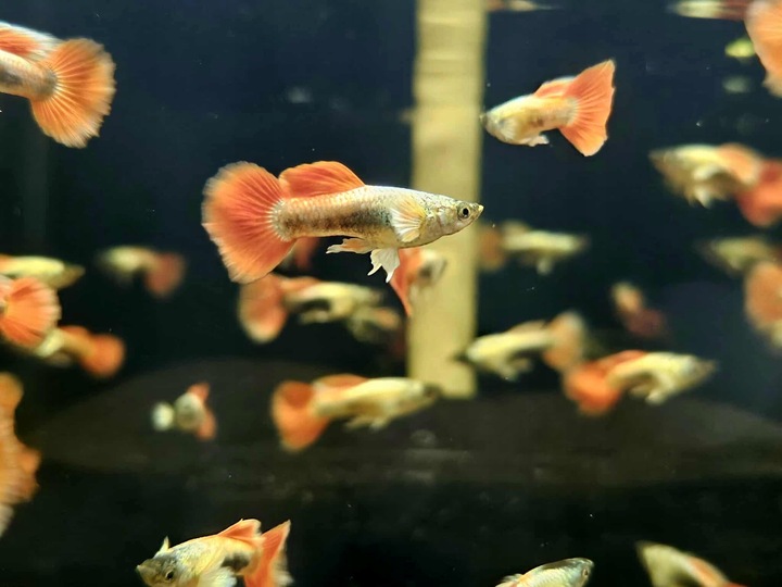 Gupik Mix samce i samice PAKIET 10 szt