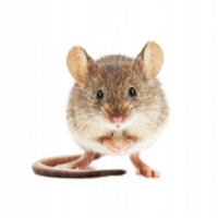 Trucizna na Szczury Myszy Kostka MURIBROM Broma. 20 g 3 KG Trutka