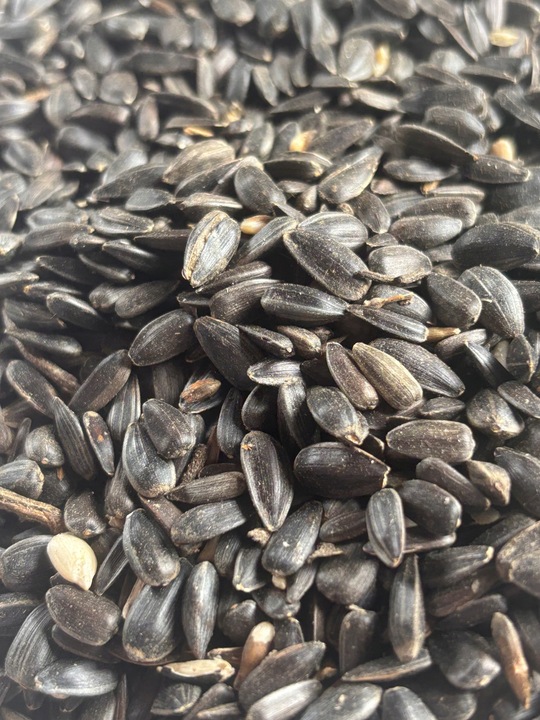 Słonecznik czarny 14 kg karma dla papug ziarno dla ptaków GRTIS kula tluszc