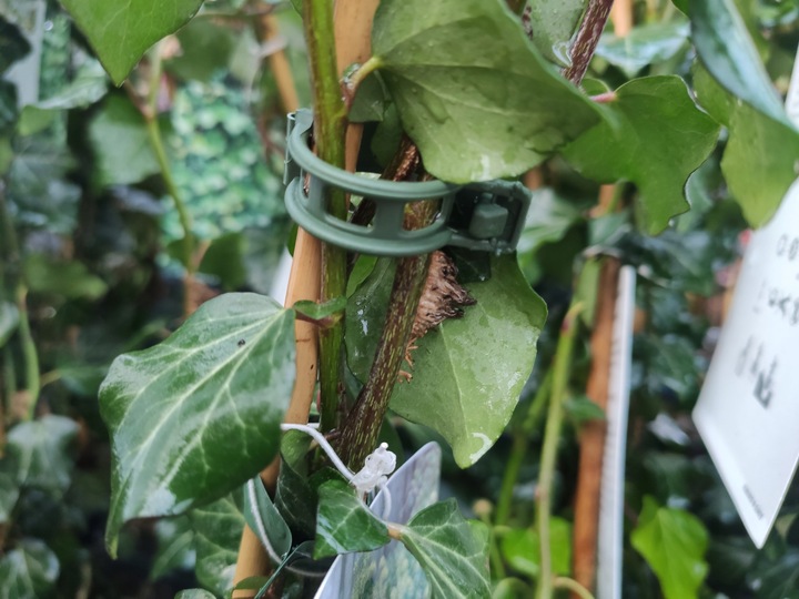 Klipsy do POMIDORÓW Zapinki FASOLI Spinki Pędów Łodyg Uchwyt MOCNE 1000 szt