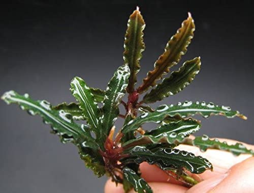 Bucephalandra biblis Koszyk Holandia Ø 5,5 cm