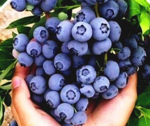 Mikoryza do borówki amerykańskiej granulat 1,5L