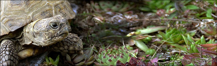 Podłoże dla żółwia greckiego stepowego do terrarium Testudo Soil Baby 25 L